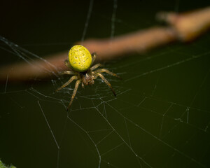 yellow spider on a web in closeup macro