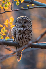 Ural owl in the forest at sunset