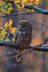Ural owl in the forest at sunset