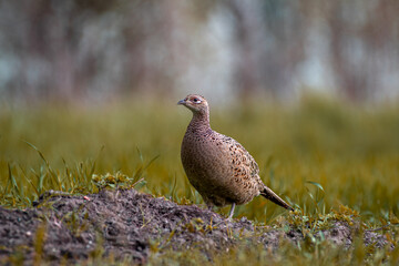 Pheasant in the meadow