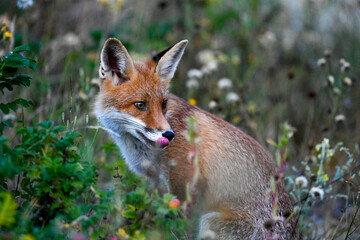 Fox in the meadow