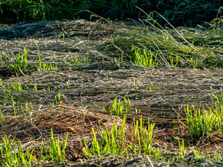 Frisch gemähte Wiese
