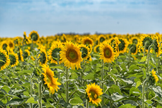 Field of blooming sunflowers outdoors in the countryside