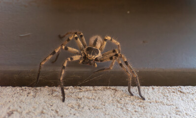 Araña en posición de ataque