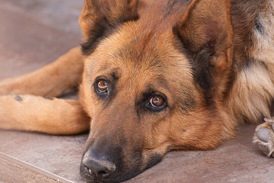 Mascota Ovejero Alem&aacute;n relajado con mirada tierna