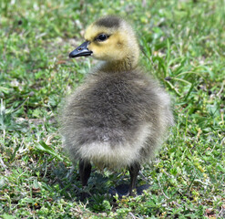 Baby geese close up