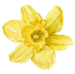 Yellow daffodil flower botanical illustration.