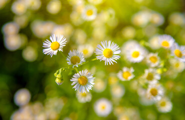 White small daisies blooming on grass background
