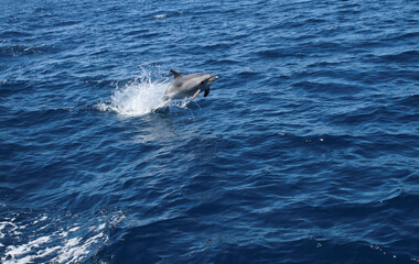 Fototapeta premium A dolphin jumps and plays happily on water in the ocean.