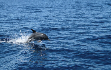Fototapeta premium A dolphin jumps and plays happily on water .