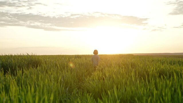 Little child boy walking in green field to sun. Fantastic sunset, travel concept. Peace, happy childhood. harmony with nature. High quality 4k footage