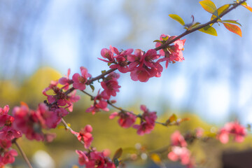 pink cherry blossom in spring