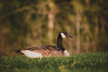 Canadian goose