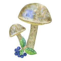 Boletus edible forest mushroom, chokeberry. Botanical drawing. Hand-drawn watercolor illustration isolated on white background. For card, poster