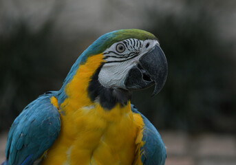 Blue and yellow macaw (Ara ararauna) an exotic bird