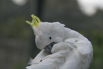 Isolated white cockatoo portrait taken in bird garden fourways