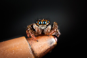Arañita en la punta de un Lapicero