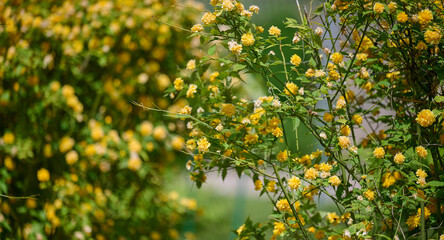 Large bush of Kerria japonica with yellow flowers in the garden on a spring day