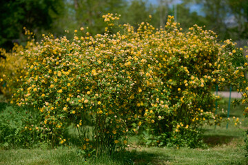 Obraz premium Large bush of Kerria japonica with yellow flowers in the garden on a spring day