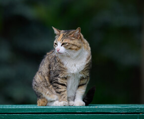 Obraz premium An adult street cat is relaxing in nature on a sunny day