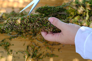 gardener cuts leaves from hemp buds with large scissors, manicuring of cannabis close-up, female...