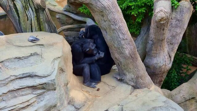 Chimpanzee monkeys in Natural enviroment. 