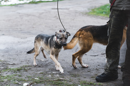 dogs walking with a volunteer at the shelter, dogs concept. High quality photo