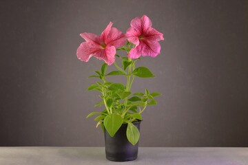 A bright pink veined petunia in a black pot on a gray background