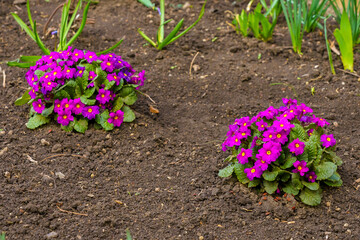 Flowers in the flowerbed Primrose. Greening the urban environment. Background with selective focus