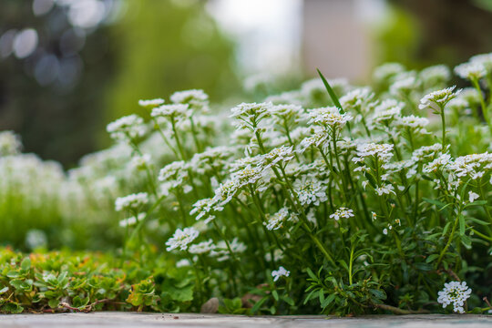 Flowers in the Iberis flower bed. Greening the urban environment. Background with selective focus