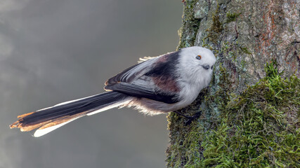 Ptak raniuszek siedzi przytulony do drzewa 