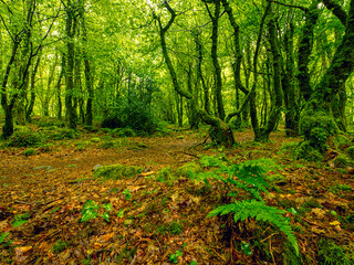 Nature forest scene with green forest and red orange fallen leaf on the ground. Barna woods forest park, Galway city, Ireland. Majestic landscape.