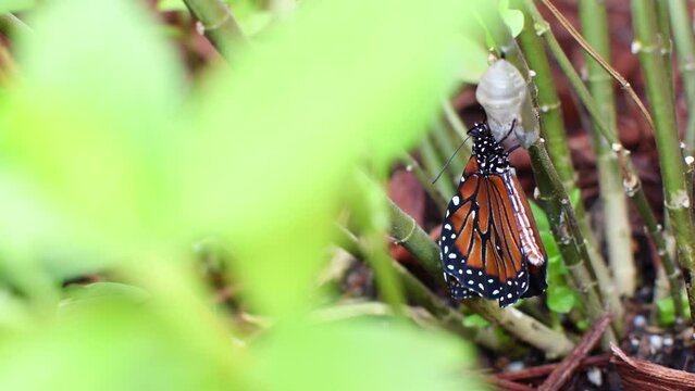A queen butterfly just emerged from the chrysalis. Just born butterfly. 
