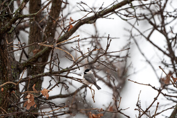 Black Capped Chickadee in the snow