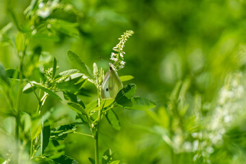 A Cabbage White Butterfly Feeding On A Plant In Summer