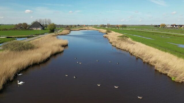 Canal, green meadow and water birds in Netherlands, aerial view