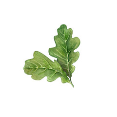 Oak leaf isolated on white background. Watercolor hand drawn illustration of green leaves. Clipart for postcards, stickers. Forest camping.