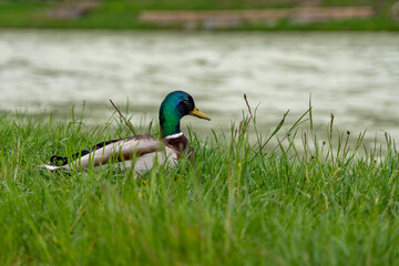 Eine männliche Stockente an einem Gewässer