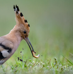 Eurasian Hoopoe © Robert