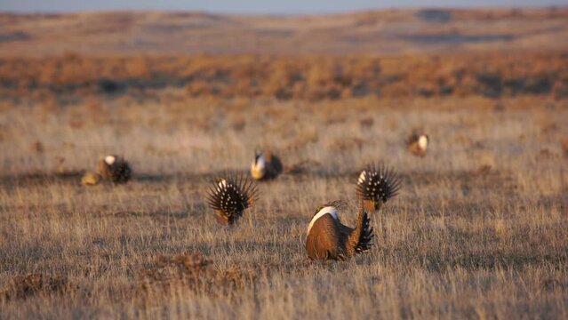 Golden dawn light illuminates dancing male sage grouse on breeding lek