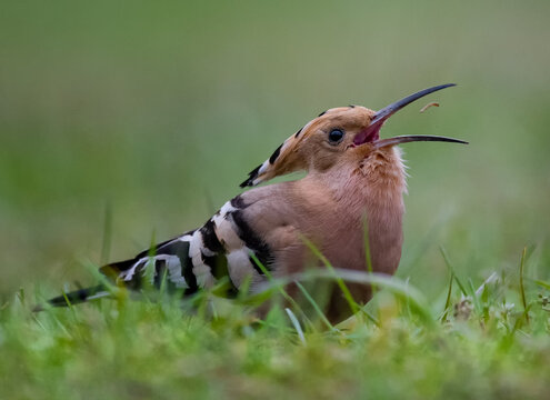 Eurasian Hoopoe