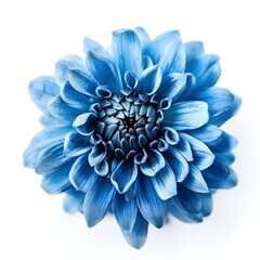 blue chrysanthemum isolated on white