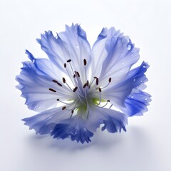 forget me not flower (blue wild flower) on white background