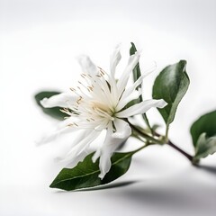 white flower on white surface