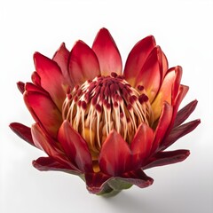 brown red lotus flower