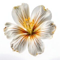 white flower on white background with orange accents
