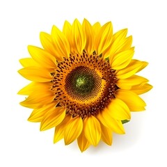 Fototapeta premium sunflower isolated on white background