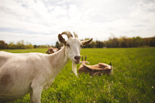 Baby goats on a small farm in the country. Small scale dairy goat farming in Ontario, Canada.