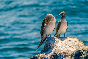 A pair of blue-footed boobies unique to the Galapagos