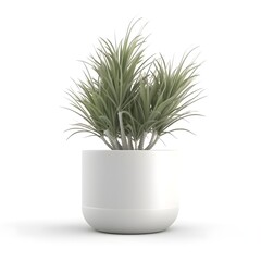 tropical plant in a white pot on a white background